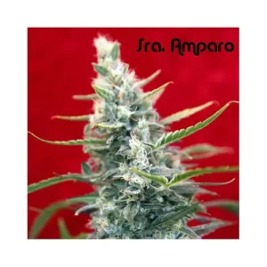 FRAU AMPARO