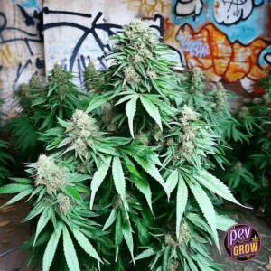 AUTO SUPER BUD