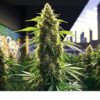 AMNESIA LEMON AUTOFLOWERING