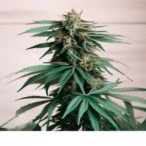 HAZE XXL AUTO