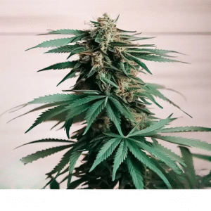 HAZE XXL AUTO