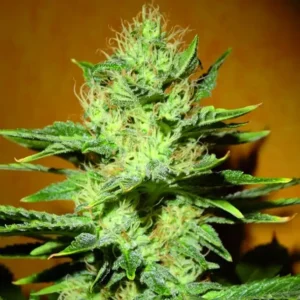SCHWARZE MAMBA CBD