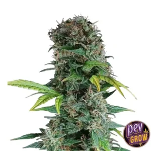 SOMANGO AUTO
