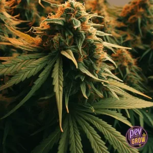 AMNESIA AUTO