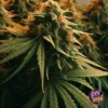 AMNESIA AUTO 8