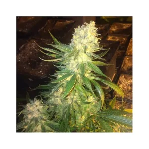 LANGUI KUSH
