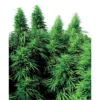 RUDERALIS SKUNK REGULÄR