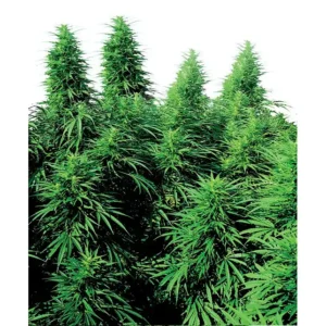 RUDERALIS SKUNK REGULÄR