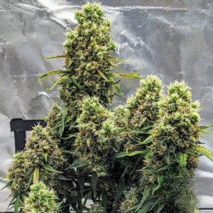AUTO WHITE WIDOW XXL 00 SAMEN