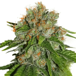 AMNESIA AUTO SEED STOCKERS