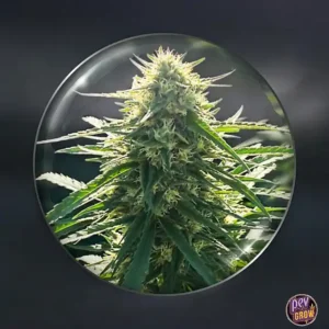 BIORELIEF CBD MEDIZINISCHE SAMEN FEMINISIERT