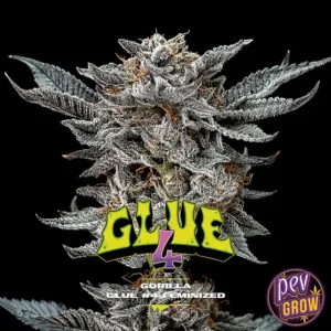 GORILLA KINGDOM GLUE 4 BSF-SAMEN