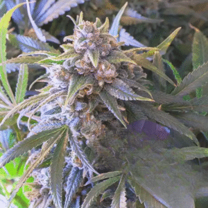 PINEAPPLE LARRY OG