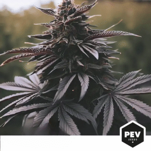 DURBAN POISON