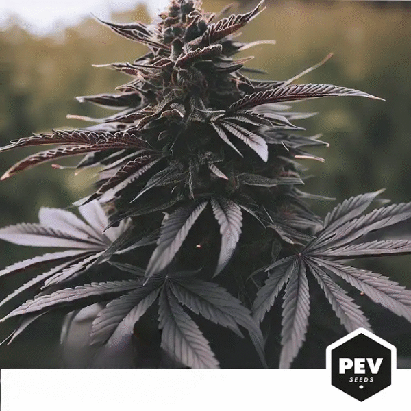 DURBAN POISON 85