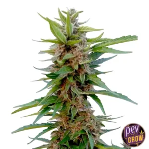 CHOCOLOPE XXL AUTO