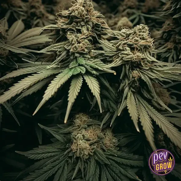 MACARON KUSH 9
