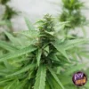 SOUR DIESEL