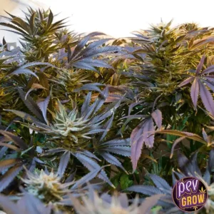 VELVET COOKIES AUTO