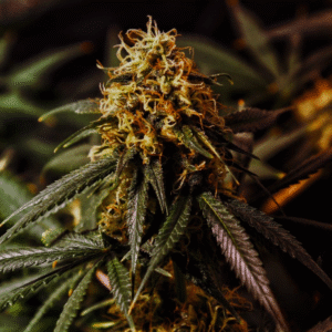 AMNESIA AUTO